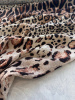 Роскошный лео в стиле R. CAVALLI